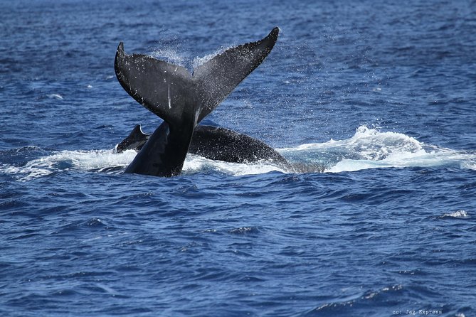Whale Watch Cruise Aboard The Majestic - What you might see: pods, calves, and the reality of whale-watching