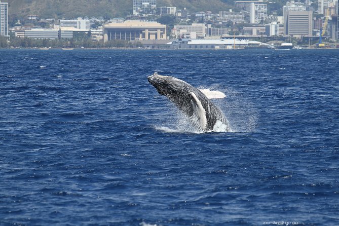 Whale Watch Cruise Aboard The Majestic - Other sea life: when the cruise goes beyond whales