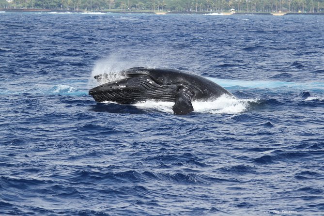 Whale Watch Cruise Aboard The Majestic - Weather and water conditions: what cold, wind, and swell do to your day