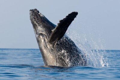 Whale Watching & Late Breakfast Cruise in Honolulu - Getting Oriented at 1009 Ala Moana Blvd