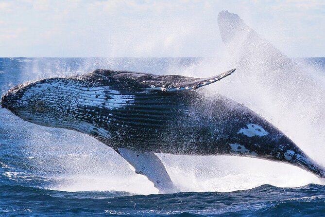Whale Watching & Late Breakfast Cruise in Honolulu - The Boat Setup: Why the Upper Deck Helps