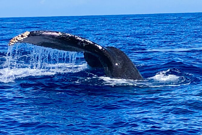 Whale Watching & Late Breakfast Cruise in Honolulu - Spotting Whale Behavior (and Why the Guide’s Narration Matters)