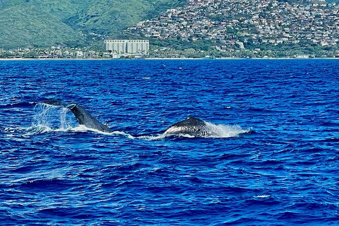 Whale Watching & Late Breakfast Cruise in Honolulu - Food Quality and Crew Energy: What Drives the Experience