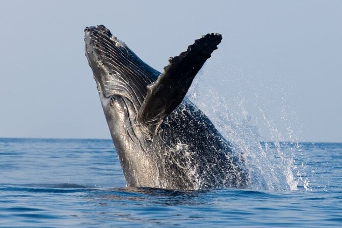 Whale Watching & Late Breakfast Cruise in Honolulu - Getting Oriented at 1009 Ala Moana Blvd