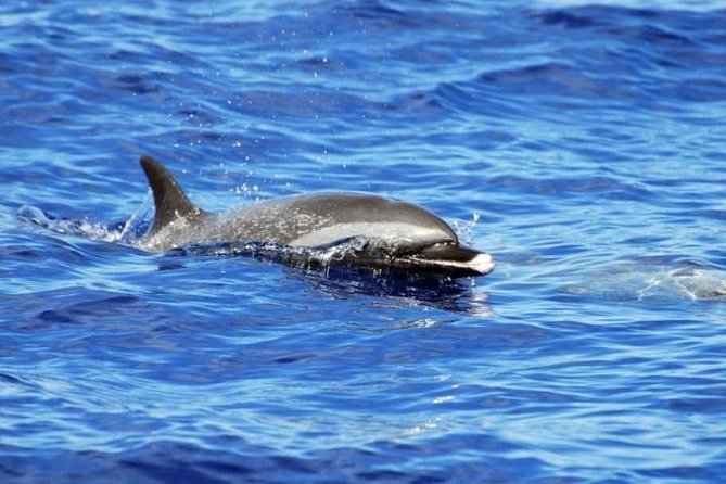 Wild Dolphin Watching and Snorkel Safari Off West Coast of Oahu - Humpback whales are seasonal: Jan–Mar odds, not guarantees