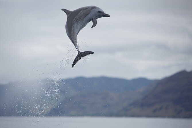 Wild Dolphin Watching and Snorkel Safari Off West Coast of Oahu - Snorkeling with sea turtles: gear included, behavior matters