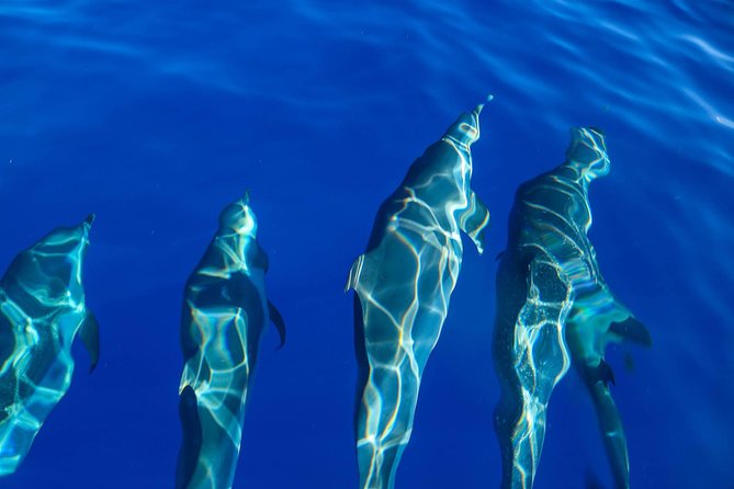 Wild Dolphin Watching and Snorkel Safari Off West Coast of Oahu - Lunch on board: what’s included and how to time it