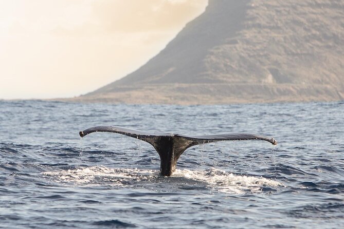 Wild Dolphin Watching and Snorkel Safari Off West Coast of Oahu - Hotel pickup rules: when your morning needs planning