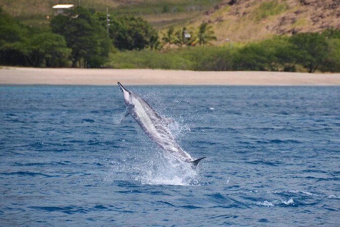 Wild Dolphin Watching and Snorkel Safari Off West Coast of Oahu - Price and value: is $193.88 worth it for 3 hours?