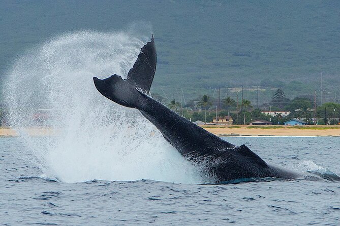 Wild Dolphin Watching and Snorkel Safari Off West Coast of Oahu - What you’ll do on the water: dolphins first, snorkel time built in